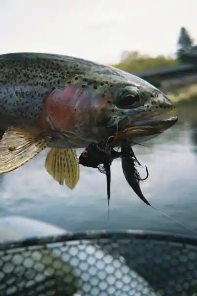Montana fly fishing 1