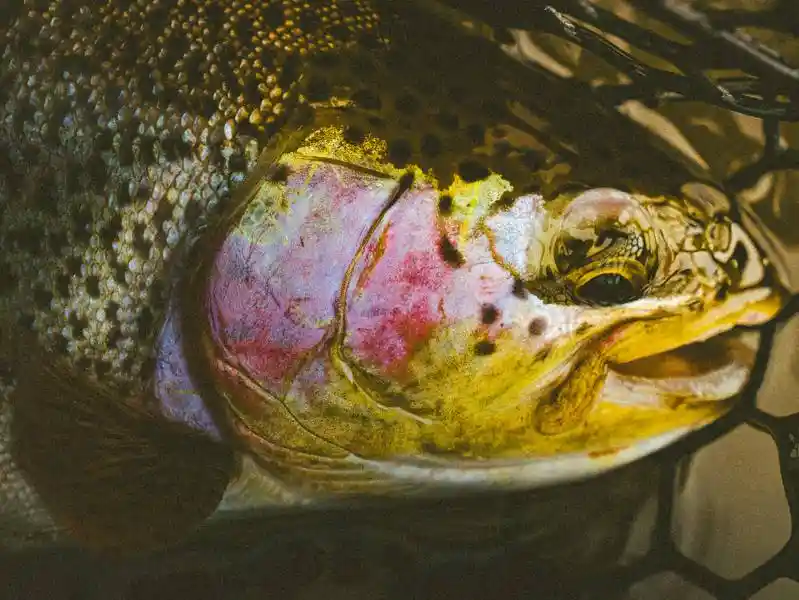 Montana fly fishing 4