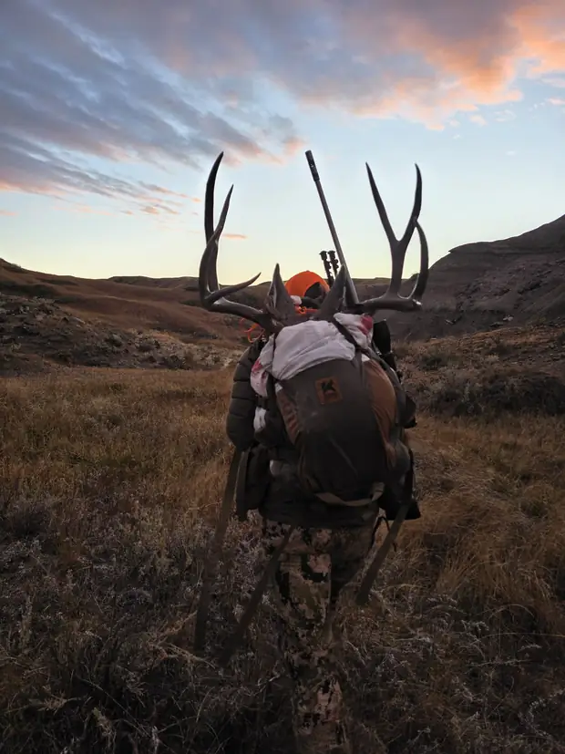 Mule deer 7