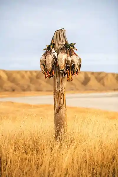 Waterfowl 2
