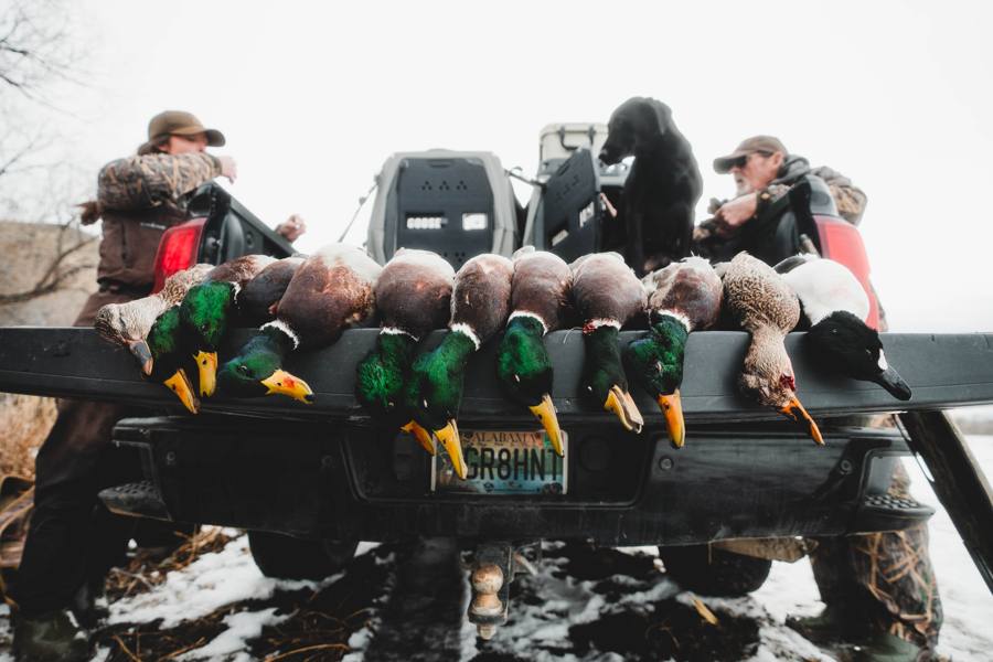 Waterfowl 7