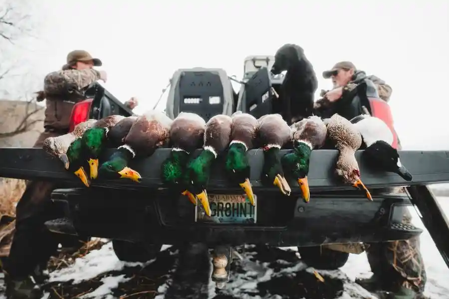 Waterfowl 7