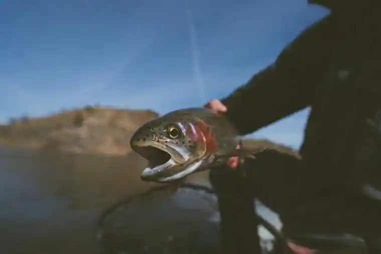 Fly Fishing 2