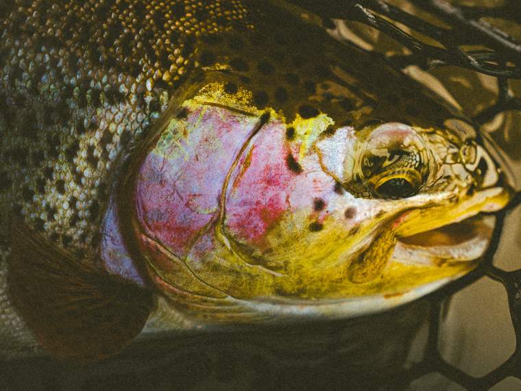 Fly Fishing 7