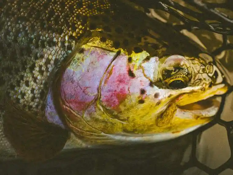 Fly Fishing 7