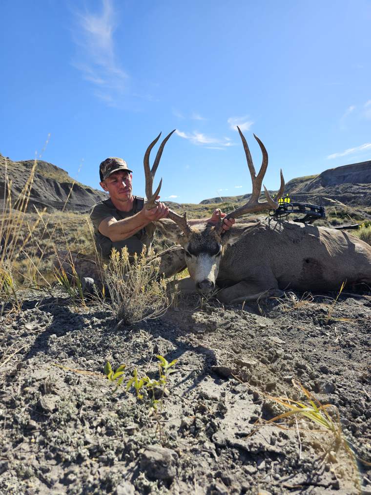 Mule Deer 2