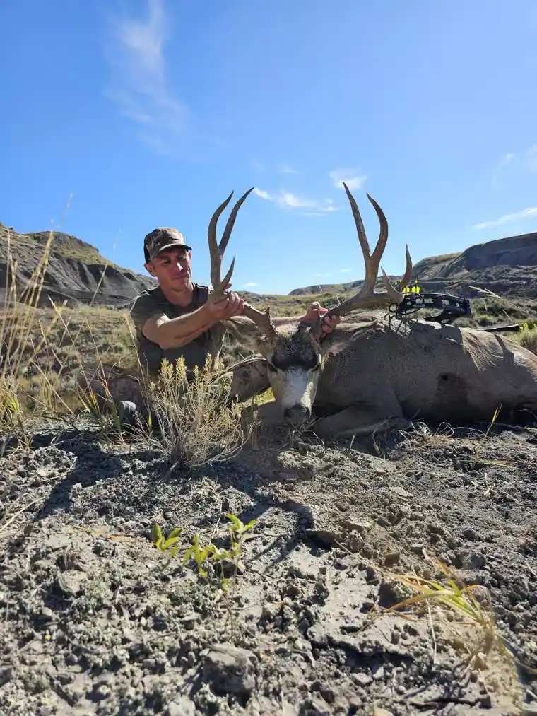 Mule Deer 2