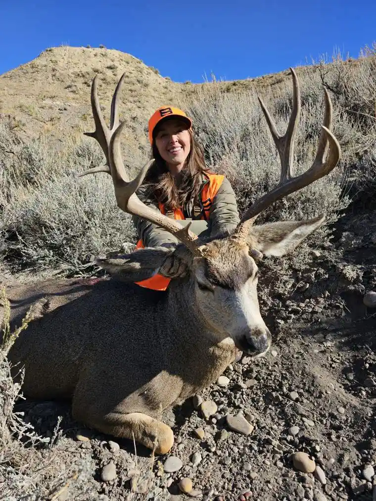 Mule Deer 3