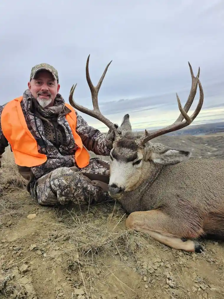 Mule Deer 4