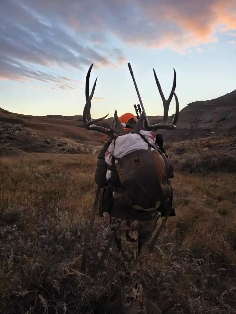 Mule Deer 7