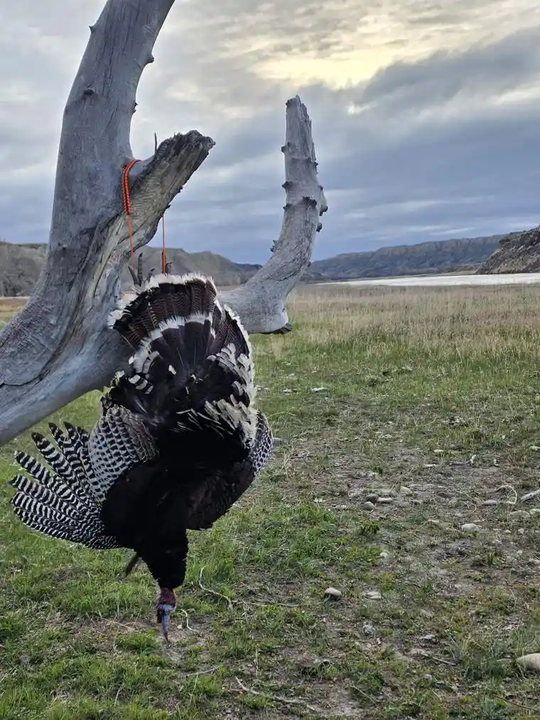 Turkey 7