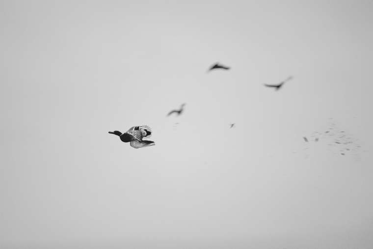 Waterfowl 1