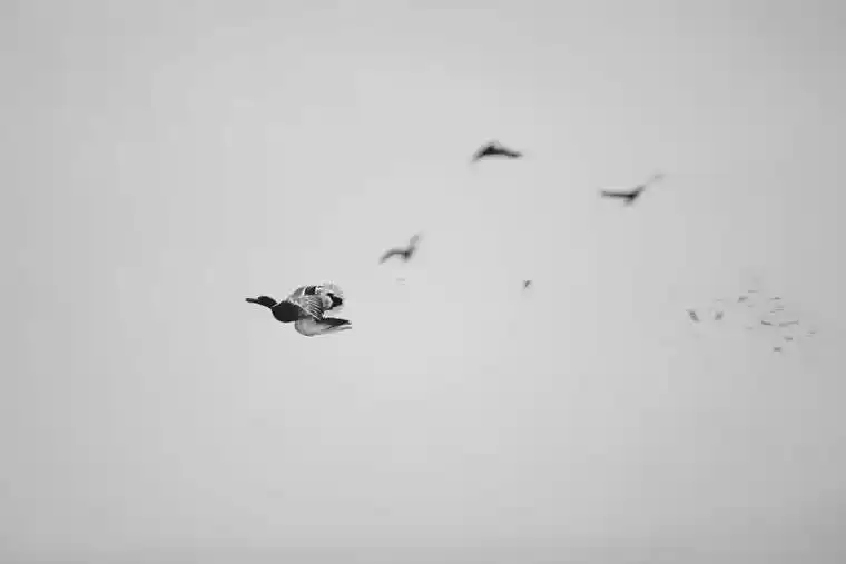 Waterfowl 1