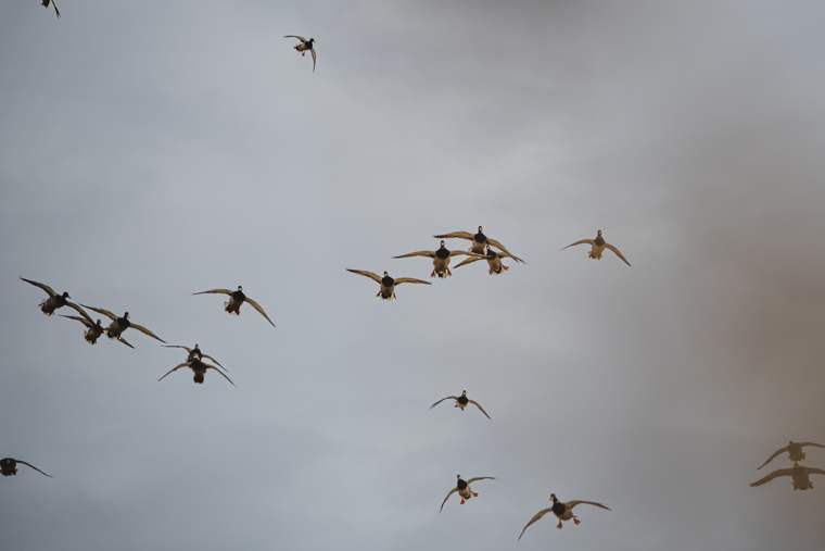 Waterfowl 3