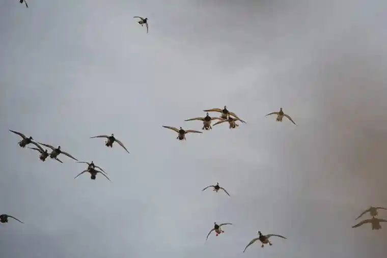 Waterfowl 3