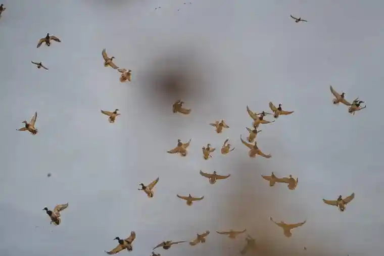 Waterfowl 4