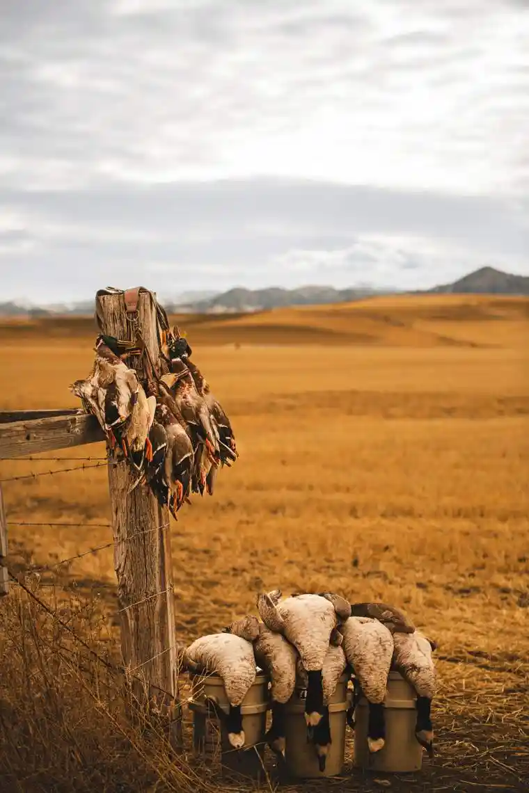 Waterfowl 6