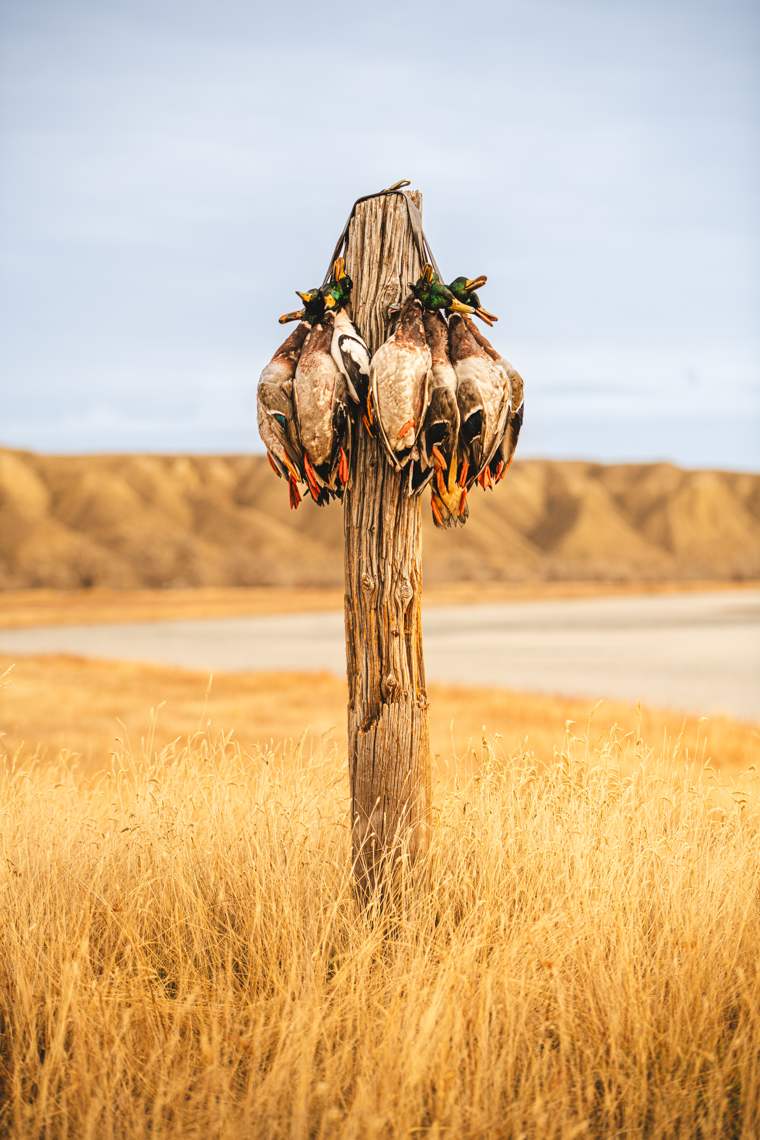 Waterfowl 8