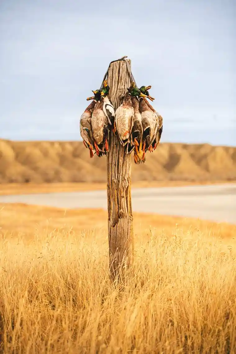 Waterfowl 8