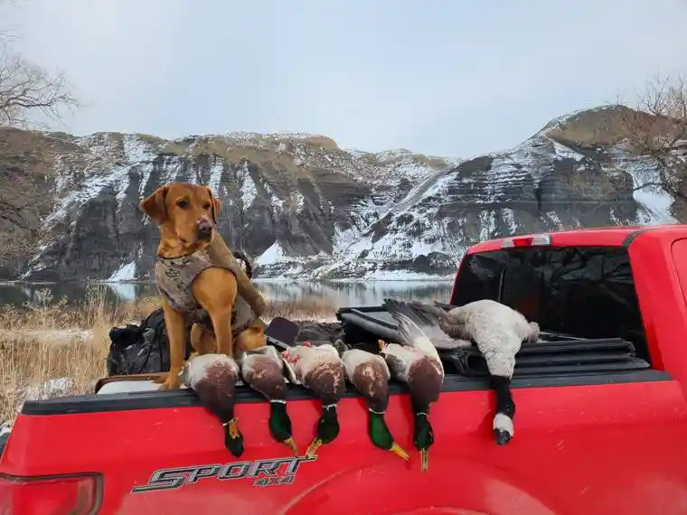 Waterfowl 12