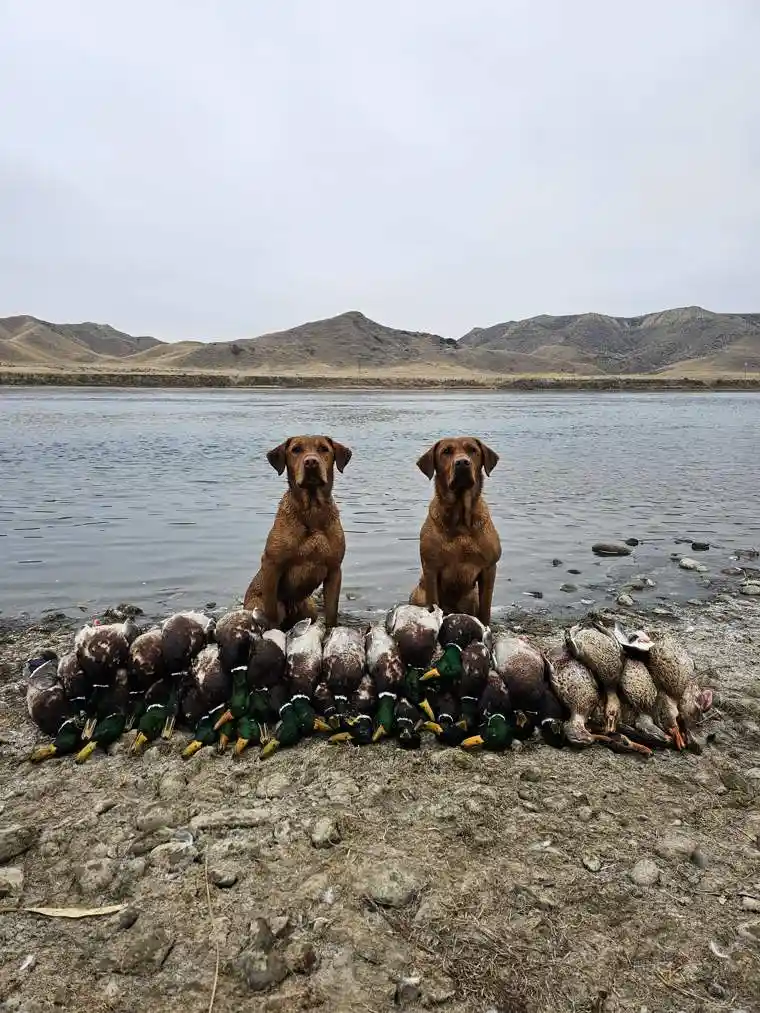 Waterfowl 16