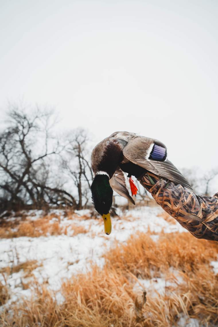 Waterfowl 35