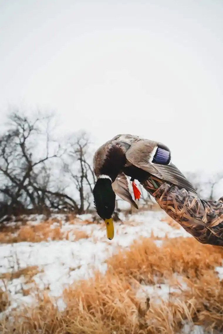 Waterfowl 35