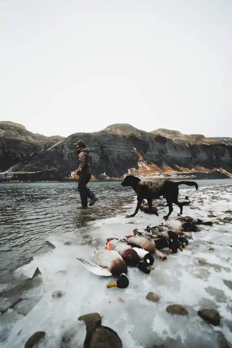 Waterfowl 40