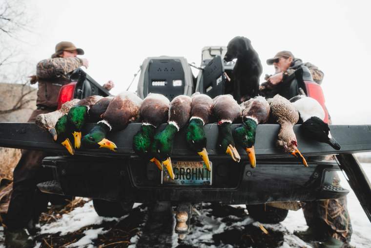Waterfowl 50