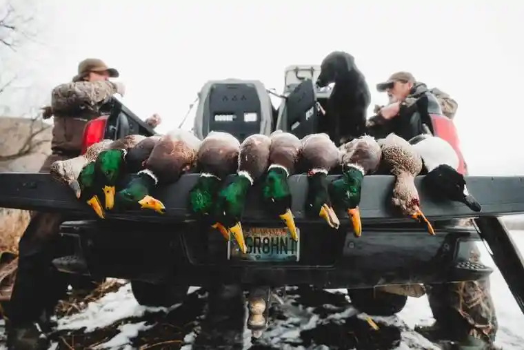 Waterfowl 50