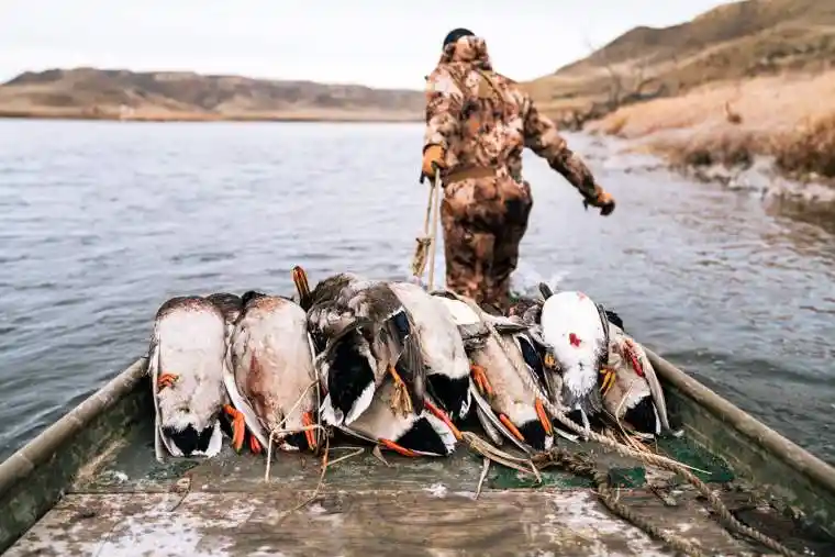 Waterfowl 60