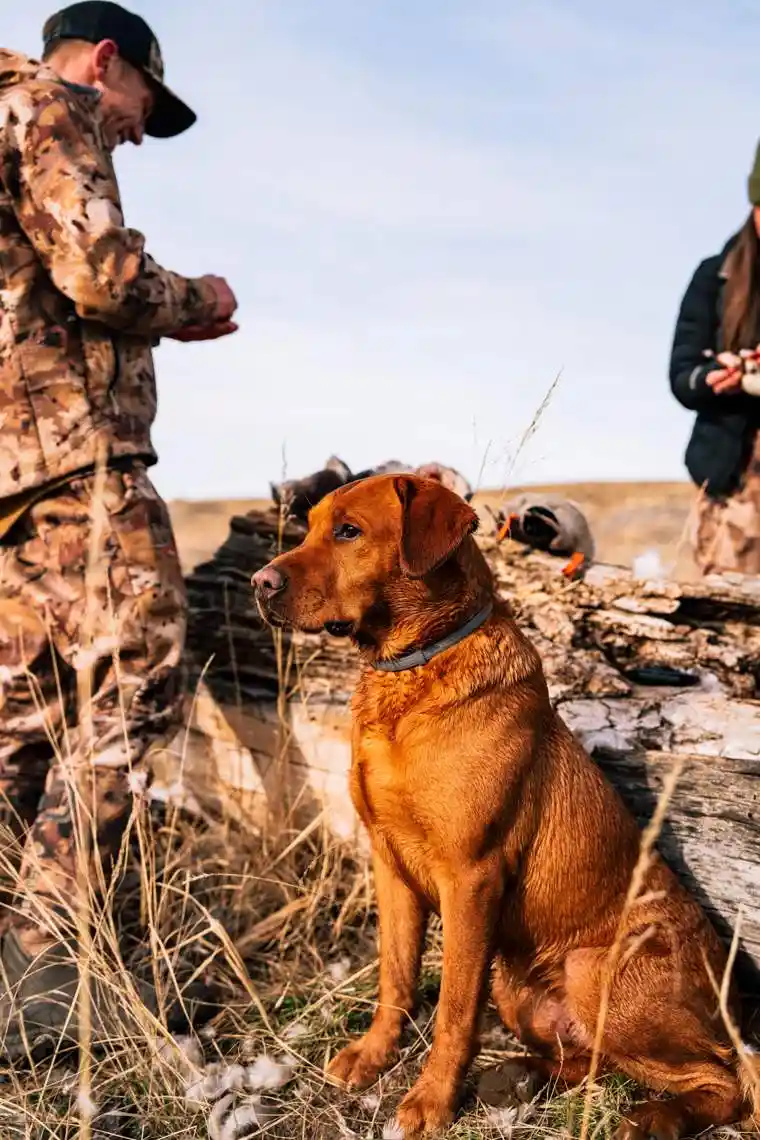 Waterfowl 62