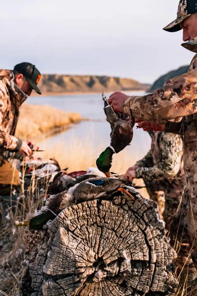 Waterfowl 63