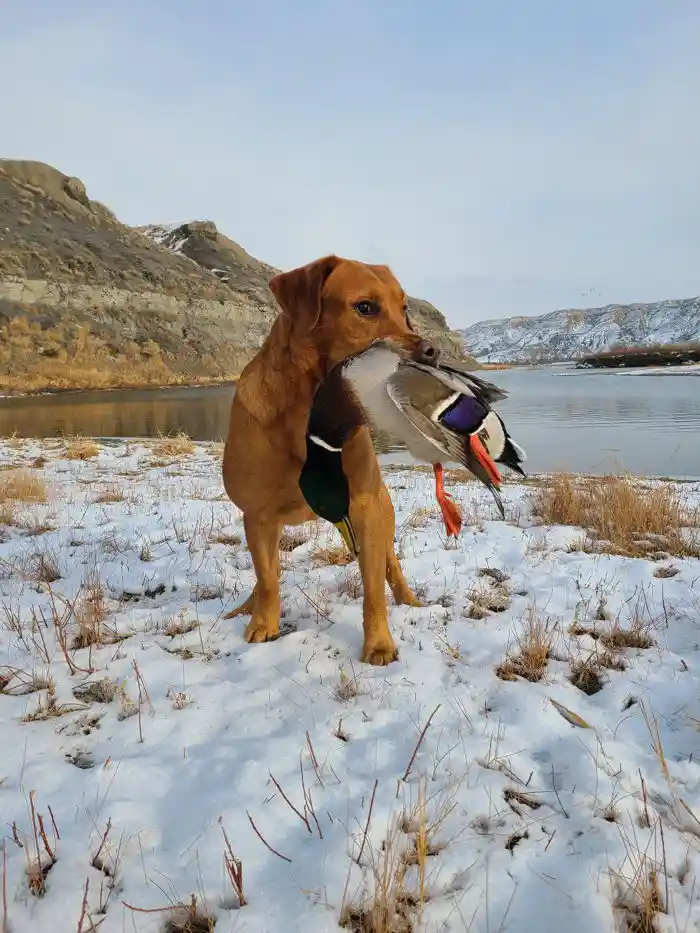 Ruger