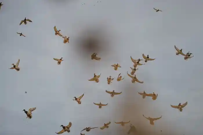 Recent hunt 4
