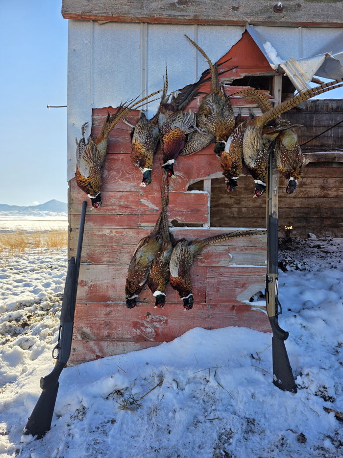 Recent hunt 9