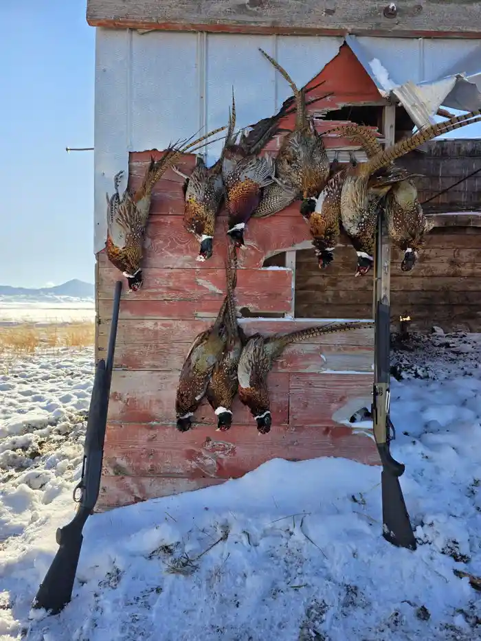 Recent hunt 9